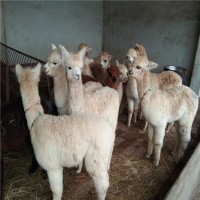 求购纯种小尾寒羊、山东猪仔、鲁西黄牛